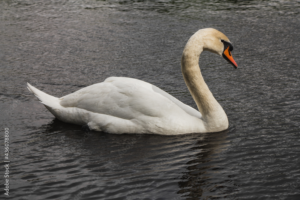 White swan swims in the lake, close up White swan swims in the lake, close up