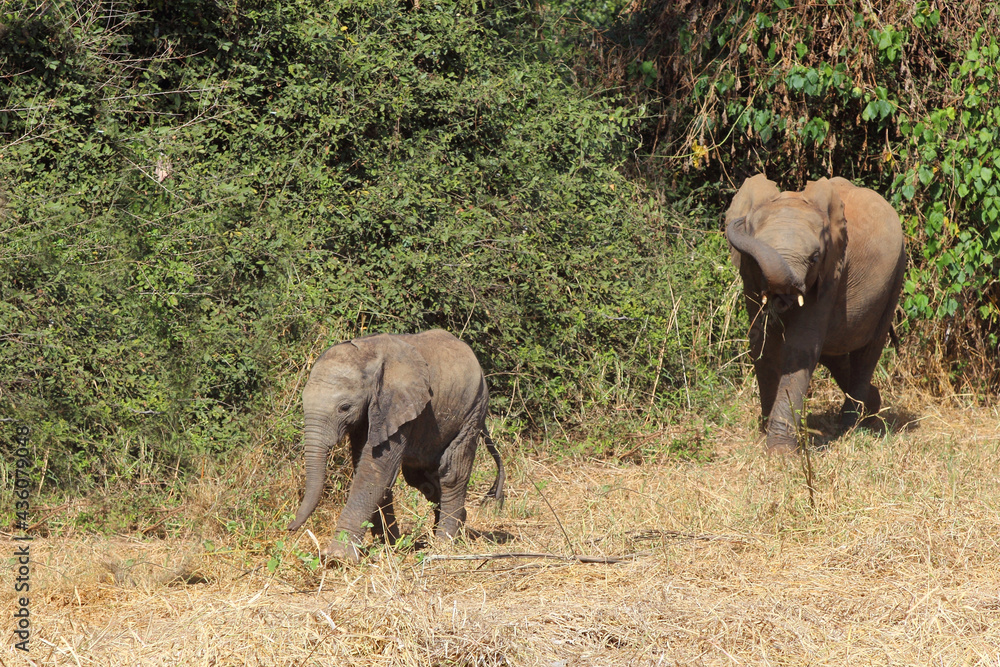 Afrikanischer Elefant / African elephant / Loxodonta africana...