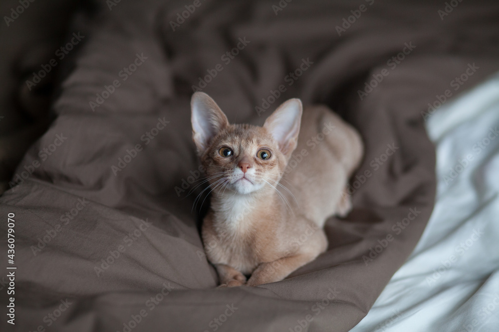 Closeup Portrait of  Abyssinian. Abyssinian kitten. cat at home. cat in bed.