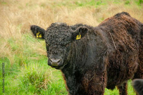 Adorable, brown galloway grazing in a field - livestoc photo