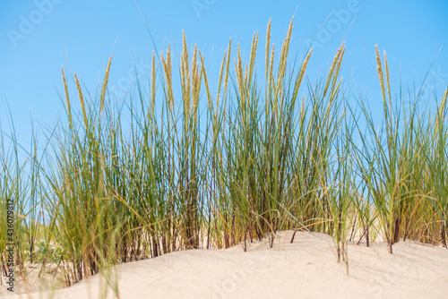 Fototapeta Naklejka Na Ścianę i Meble -  sea grass growing in the dunes in the south west of France