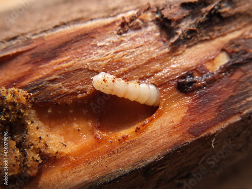 Bark beetle larvae on the pine tree
