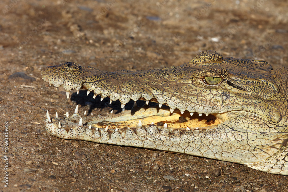 Naklejka premium Nilkrokodil / Nile crocodile / Crocodylus niloticus