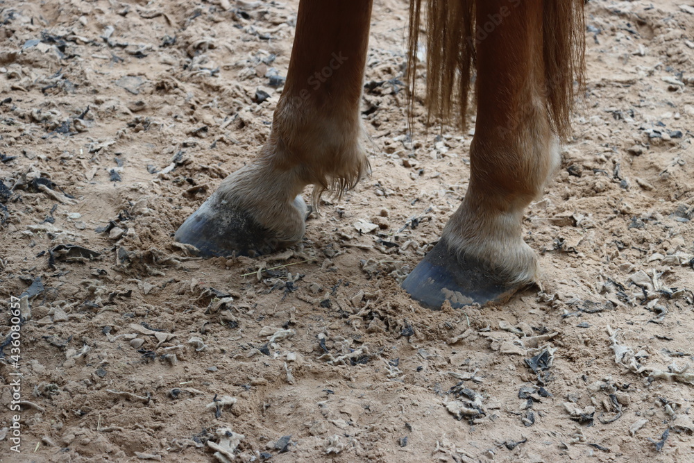 Close up of horse hoof standing on the ground Close up of horse hoof standing on the ground