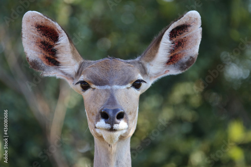 Großer Kudu / Greater kudu / Tragelaphus strepsiceros. © Ludwig