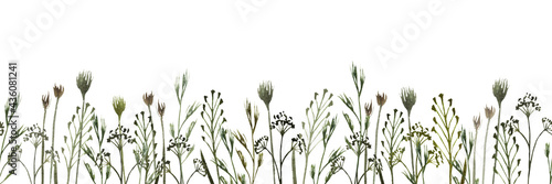 Watercolor seamless border with wild field herbs, wild grasses on a white background. Botanical illustration for fabrics, posters, aromatherapy, clothing