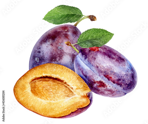Plums watercolor illustration isolated on white background