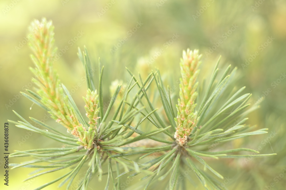 Light background. Growing pine branches. Young light green little needles. Light background. Growing pine branches. Young light green little needles.