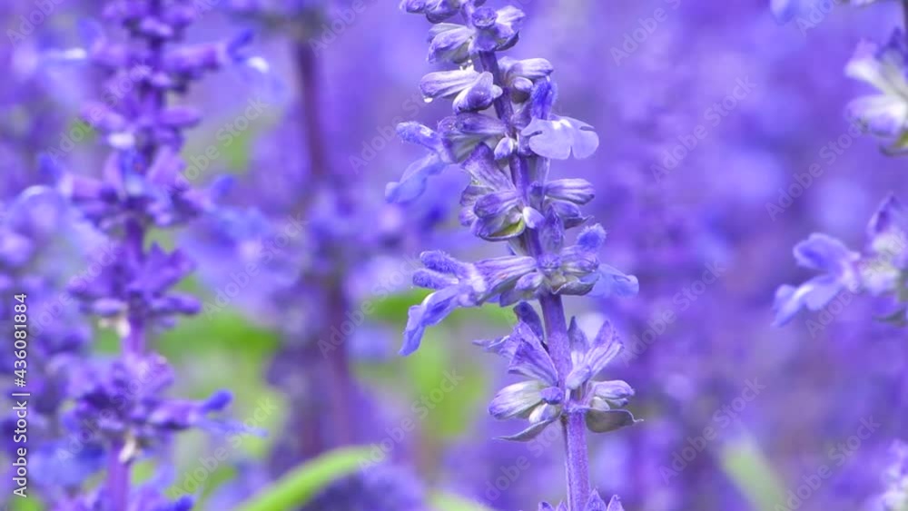 Lavender flower blooming scented fields in endless rows. Selective focus on Bushes of lavender purple aromatic flowers at lavender fields. Lavender flower blooming scented fields in endless rows. Selective focus on Bushes of lavender purple aromatic flowers at lavender fields.