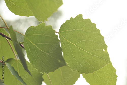 Curly transparent aspen leaves. Aspen leaves close-up against a gray sky. Light streaks on the leaves. 