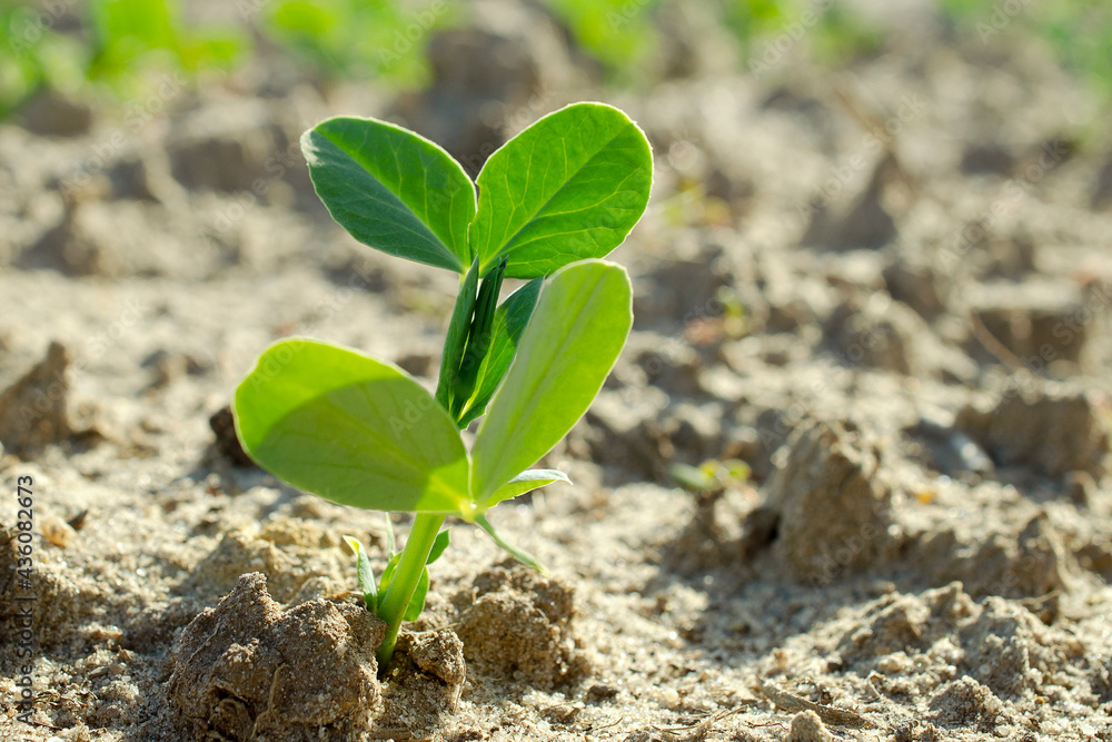 Young plant of green, vegetable peas. Young plant of green peas in the garden of early spring, a copy of the space. Young vegetable pea plant on the soil, Pisum sativum. Young plant of green, vegetable peas. Young plant of green peas in the garden of early spring, a copy of the space. Young vegetable pea plant on the soil, Pisum sativum.