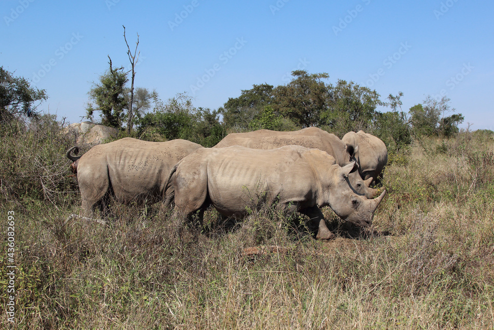 Fototapeta premium Breitmaulnashorn / Square-lipped rhinoceros / Ceratotherium Simum