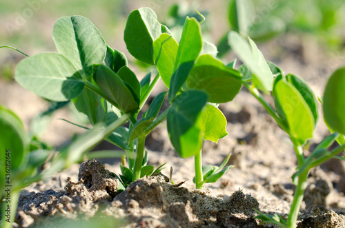 Young plant of green, vegetable peas. A young plant of green peas in the garden of early spring. A young vegetable pea plant on the soil, Pisum sativum. Sprout of green peas, cultivation.