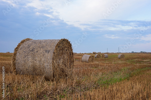 Landscape - Round haystacks in a spring field under the sky
