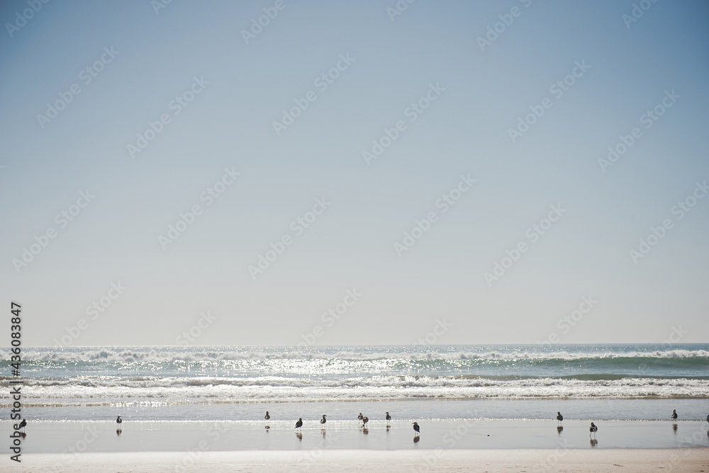 Gulls Soaring in the Morning Mist over Atlantic Ocean Gulls Soaring in the Morning Mist over Atlantic Ocean
