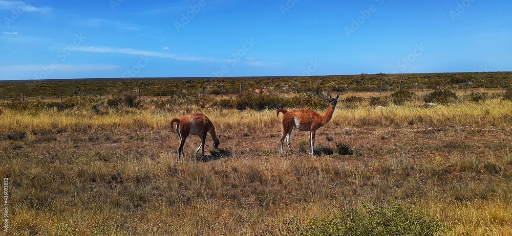 Naklejka premium the llama that calls, very cute alpaca running free through the field