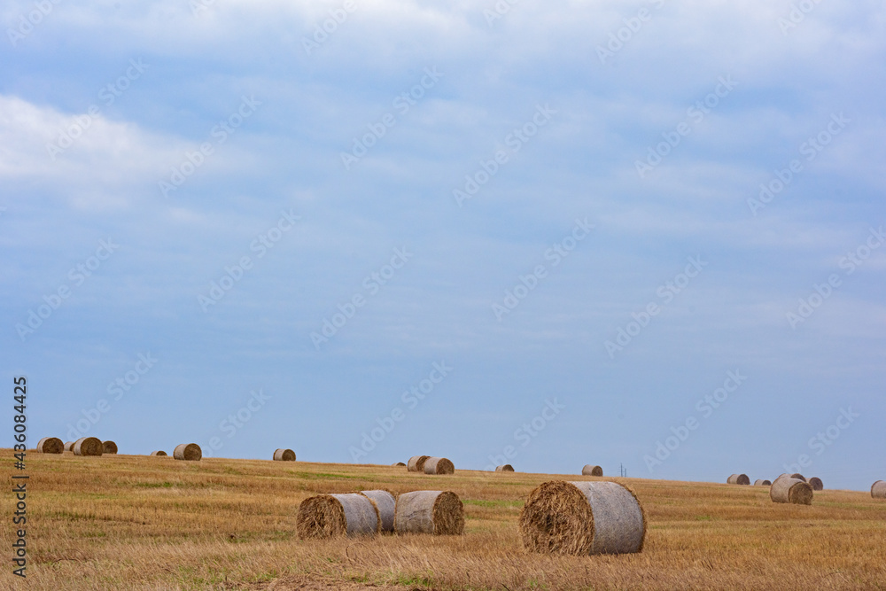 Landscape - Round haystacks in a spring field under the sky Landscape - Round haystacks in a spring field under the sky