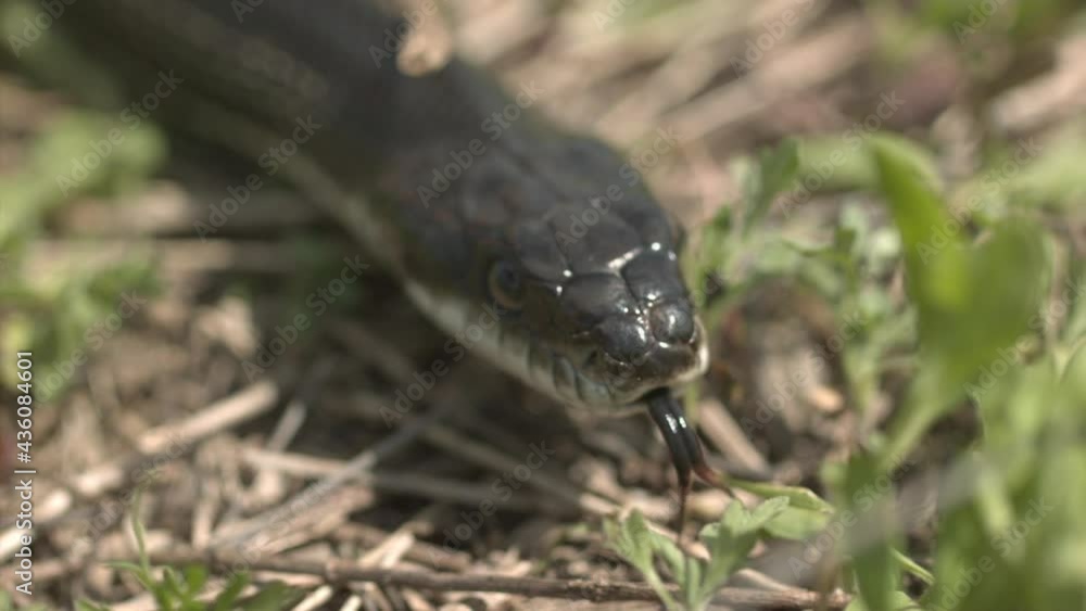 Black rat snake slow motion tongue smelling grass Black rat snake slow motion tongue smelling grass