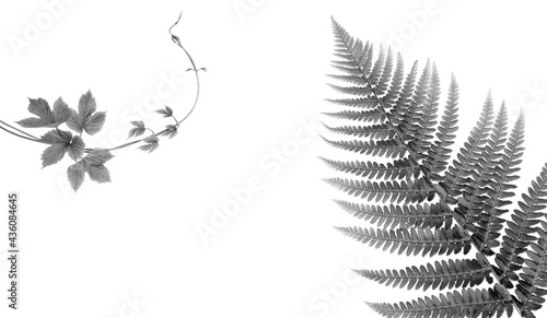 a fern in black and white