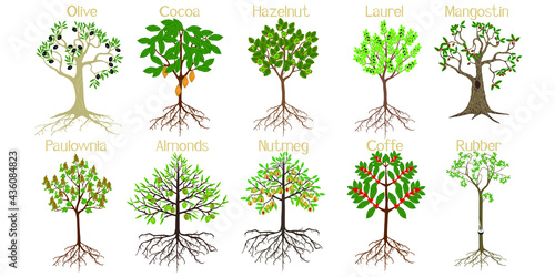  Set of trees with roots and fruits isolated on white.