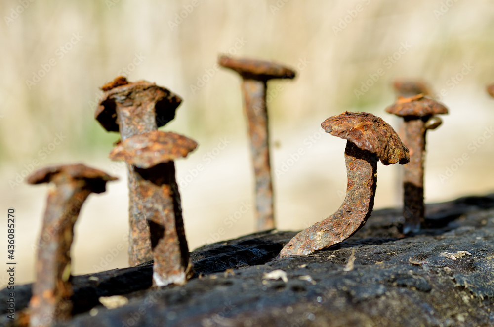 Rusty nails in a log.