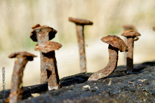 Obraz na płótnie Rusty nails in a log. w salonie