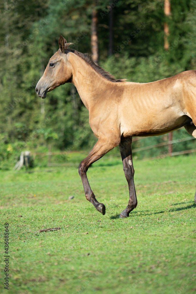 running purebred akhalteke foal in huge grass paddock running purebred akhalteke foal in huge grass paddock