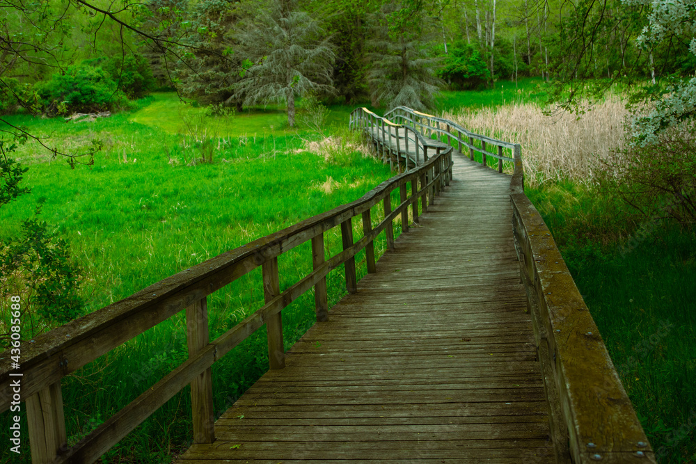 Obraz premium Wood walking bridge over wet marshy area in Michigan.