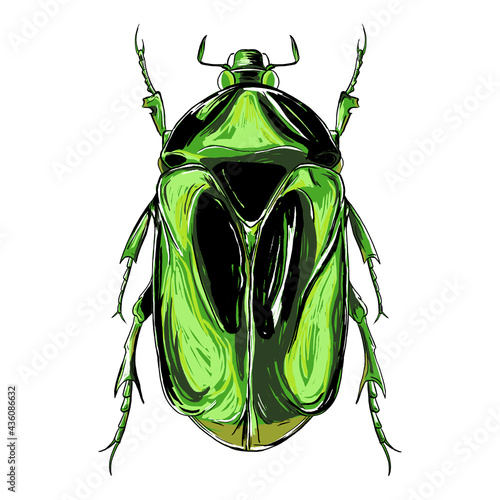 Illustration of metallic green beetle on white background
