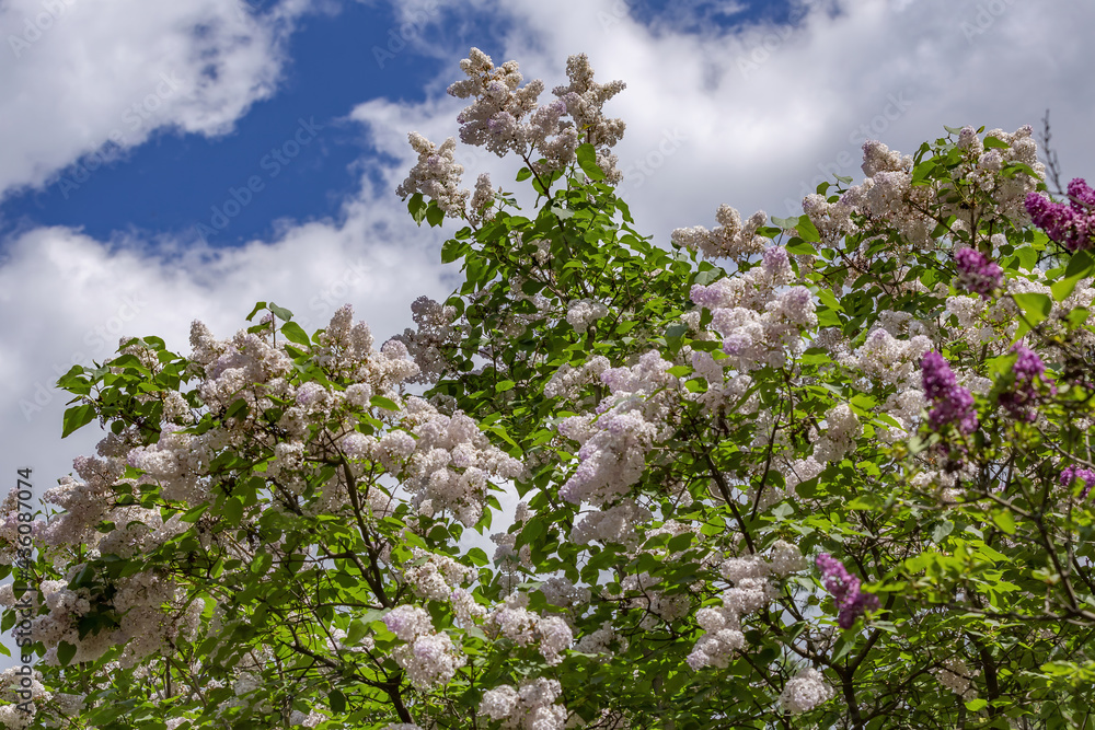 Lilac bush branches with green leaves and bright blossoming flowers Lilac bush branches with green leaves and bright blossoming flowers