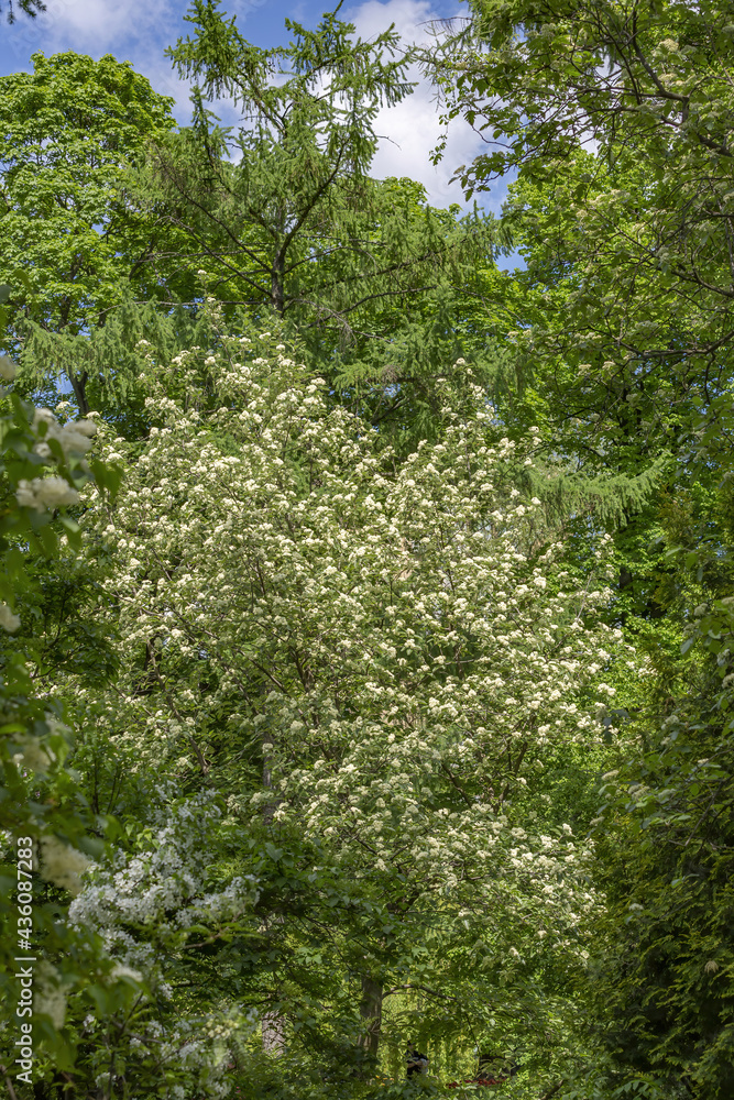 Lilac bush branches with green leaves and bright blossoming flowers Lilac bush branches with green leaves and bright blossoming flowers