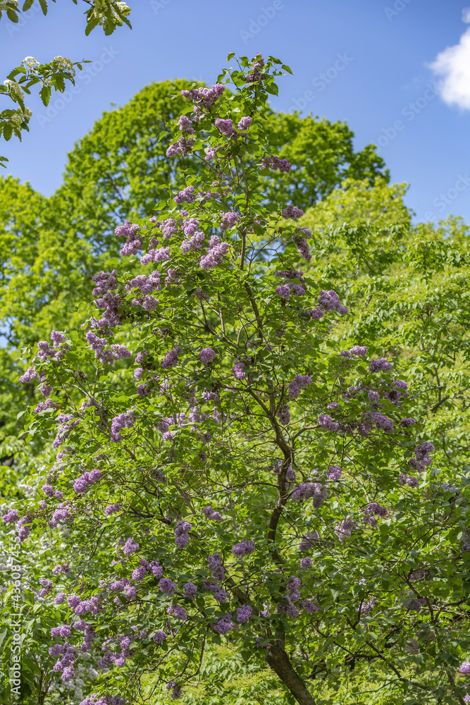 Fototapeta premium Lilac bush branches with green leaves and bright blossoming flowers