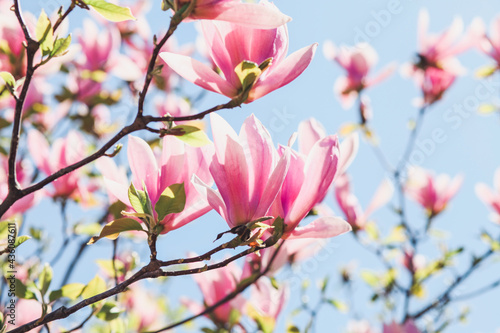 Spring floral background. Beautiful light pink magnolia flowers in soft light. Selective focus 