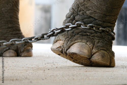 elephant bondage