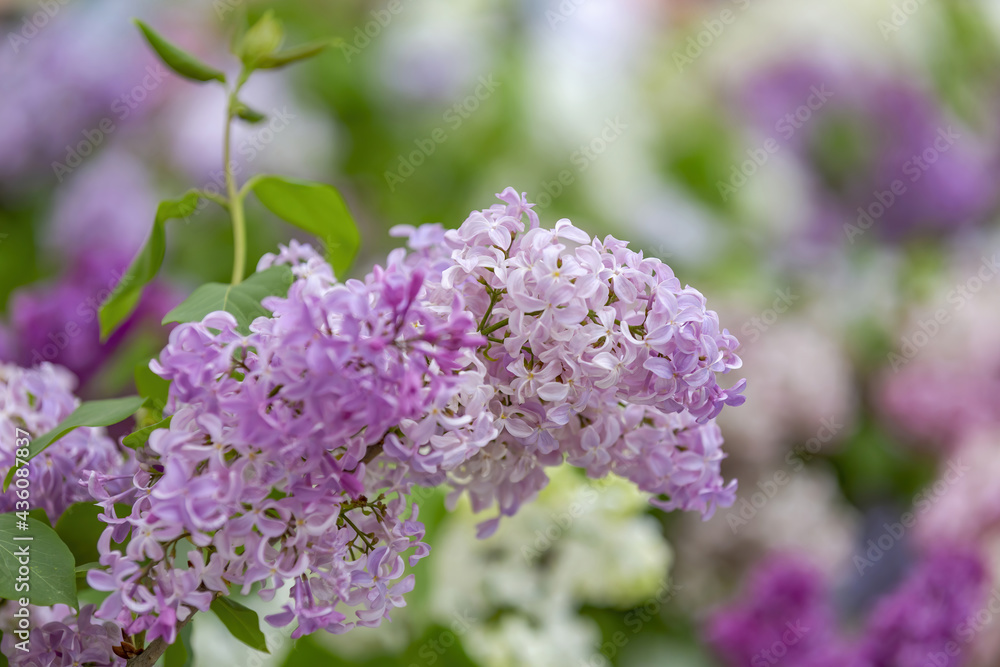 Lilac bush branches with green leaves and bright blossoming flowers Lilac bush branches with green leaves and bright blossoming flowers