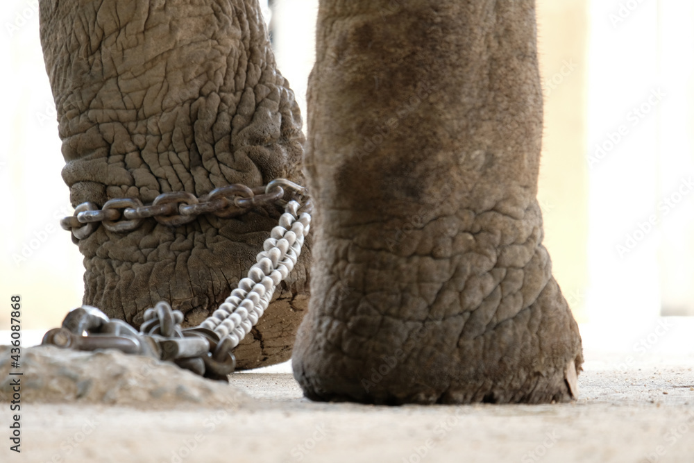 elephant bondage