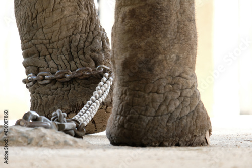 Obraz na płótnie elephant bondage w salonie