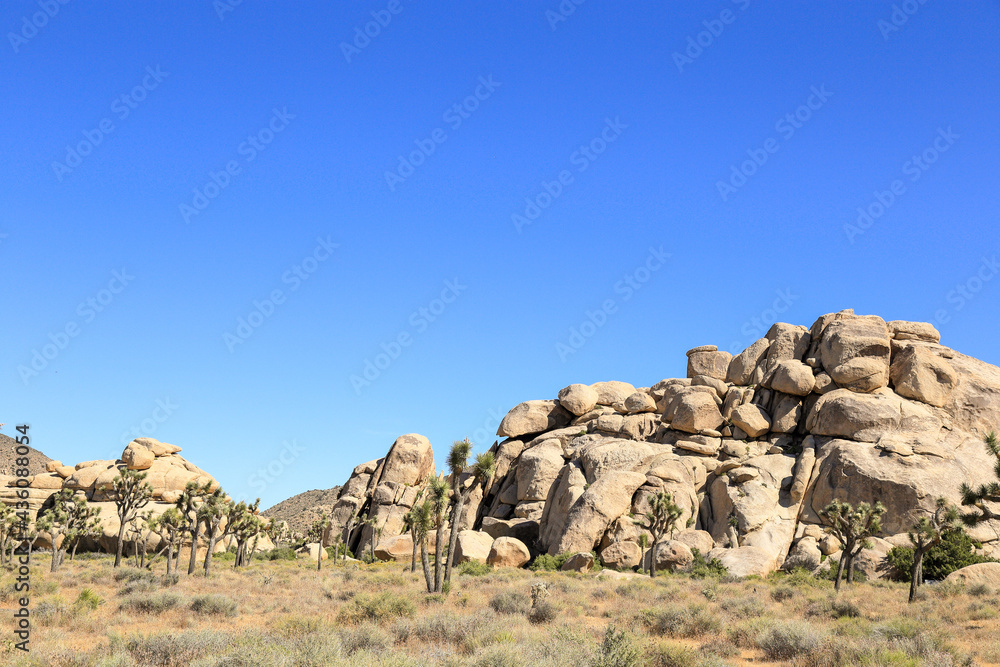 sunny afternoon at Joshua tree national park sunny afternoon at Joshua tree national park