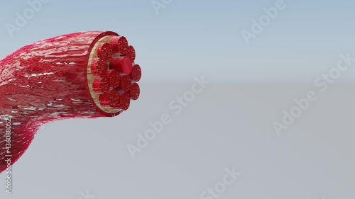 Muscle Tissue, muscle fibers visible - 3D Rendering photo