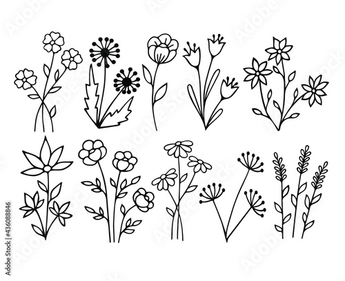 Wildflower line art set. Herbal and meadow plants, grass. Vector illustration isolated. © Elena
