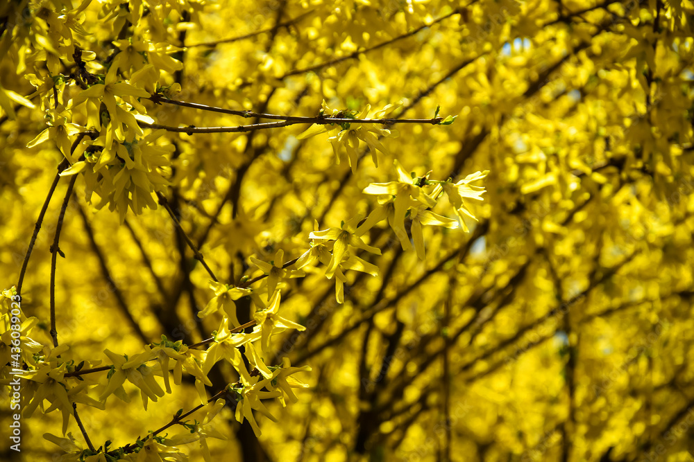 Bright yellow flowering of Forsythia- shrub from family of Olives (Oleaceae). Most forsythia species originate from China. Selective focus. Bright yellow flowering of Forsythia- shrub from family of Olives (Oleaceae). Most forsythia species originate from China. Selective focus.