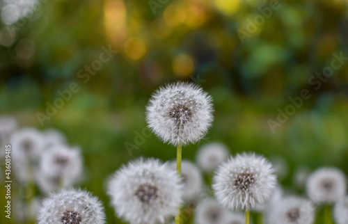 White fluffy dandelions on a blurred natural background, close-up, sunlight. Bokeh effect. 