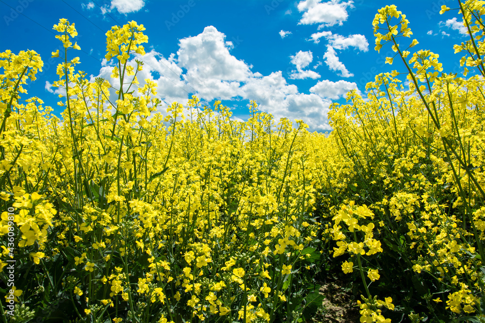 Scenic View Of Oilseed Rape Field Against Cloudy Sky Scenic View Of Oilseed Rape Field Against Cloudy Sky