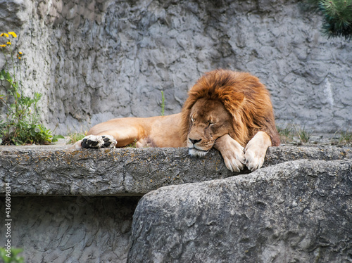 Wallpaper Mural adult lion is sleeping Torontodigital.ca