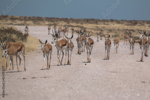 springbok group walking on street in namibia etosha national park 