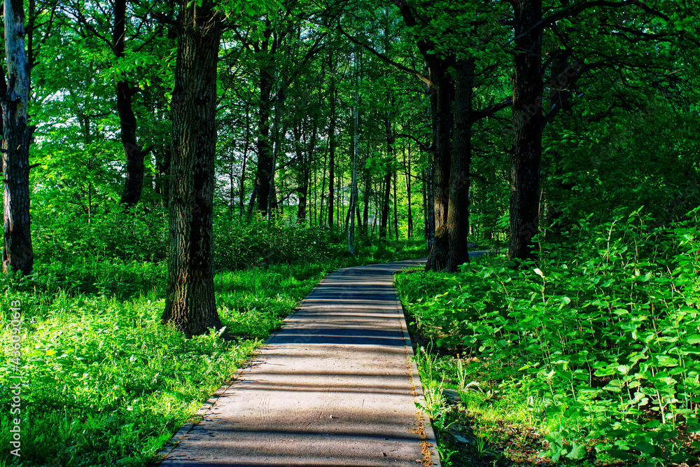 Fototapeta premium paved path through the park in the morning