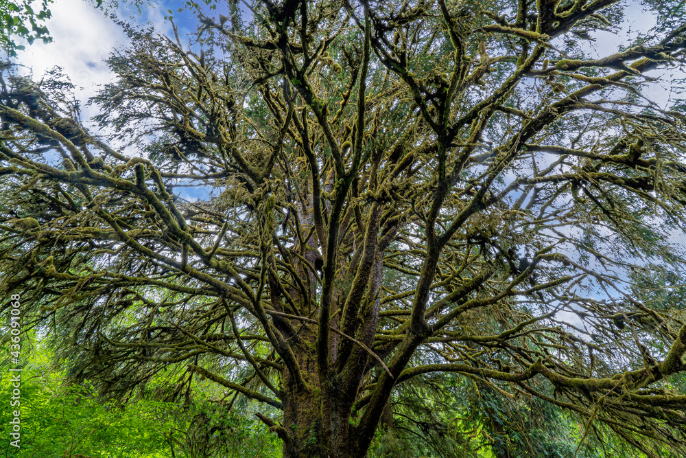 A huge moss covered spruce tree in the Oregon coast hills east of Yachats A huge moss covered spruce tree in the Oregon coast hills east of Yachats