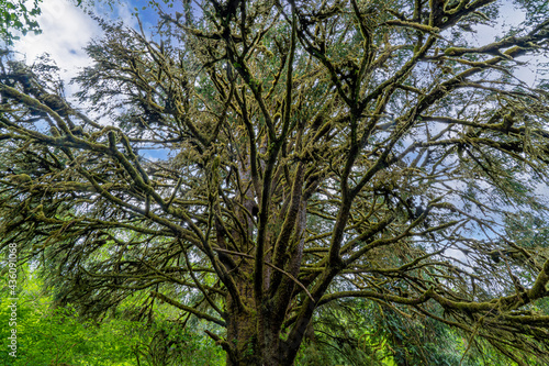 A huge moss covered spruce tree in the Oregon coast hills east of Yachats