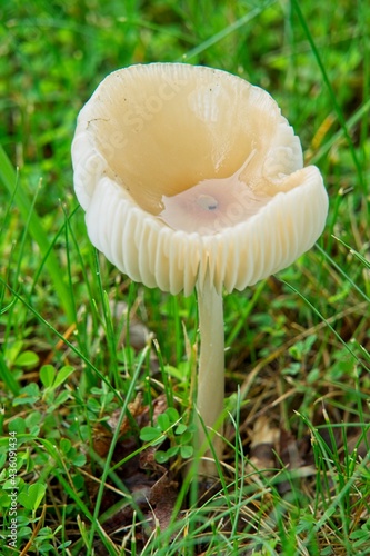 Infundibuliform mushroom holding water