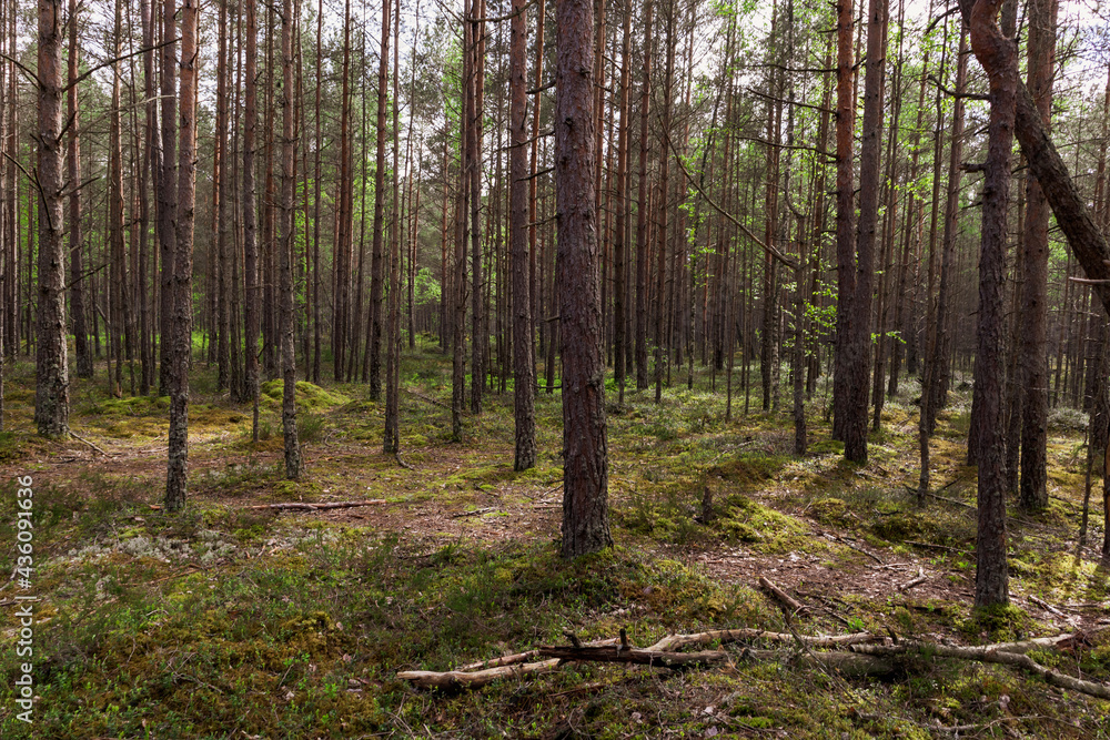 Obraz premium Green pine forest in summer